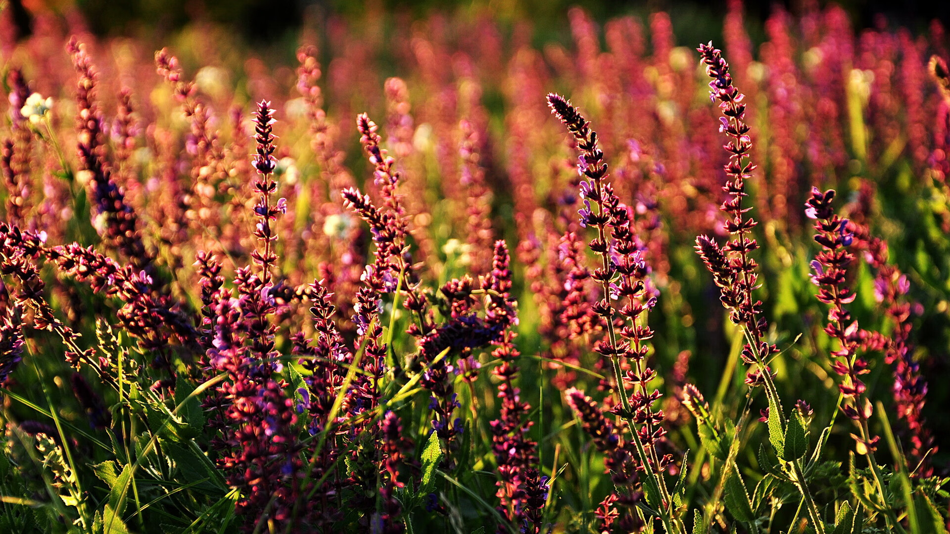 主力球员绝杀瞬间,锁定胜利之门,足球绝杀球