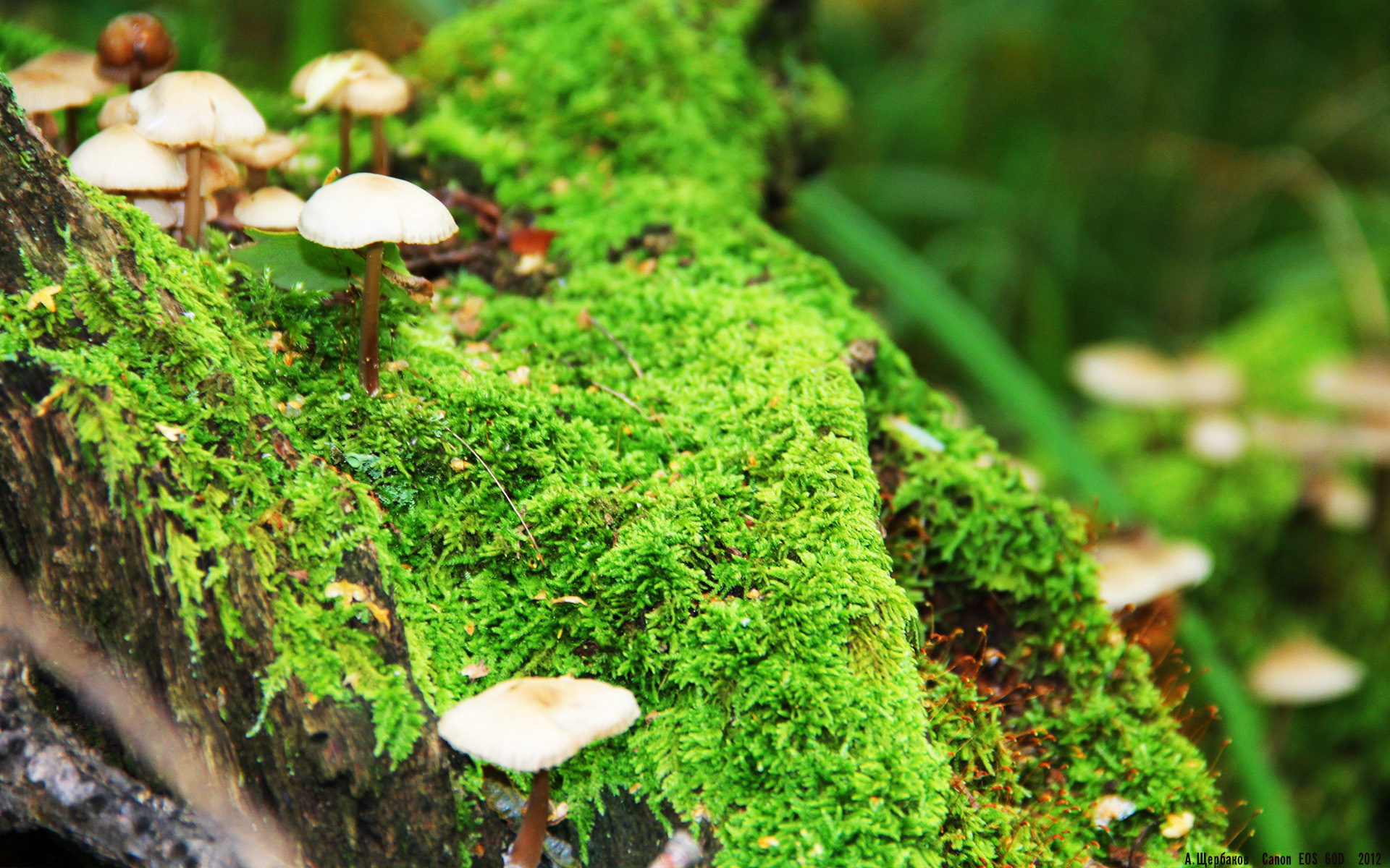 Jiuyou Sports-女足教练团队结构优化，国际经验注入，女足教练叫什么