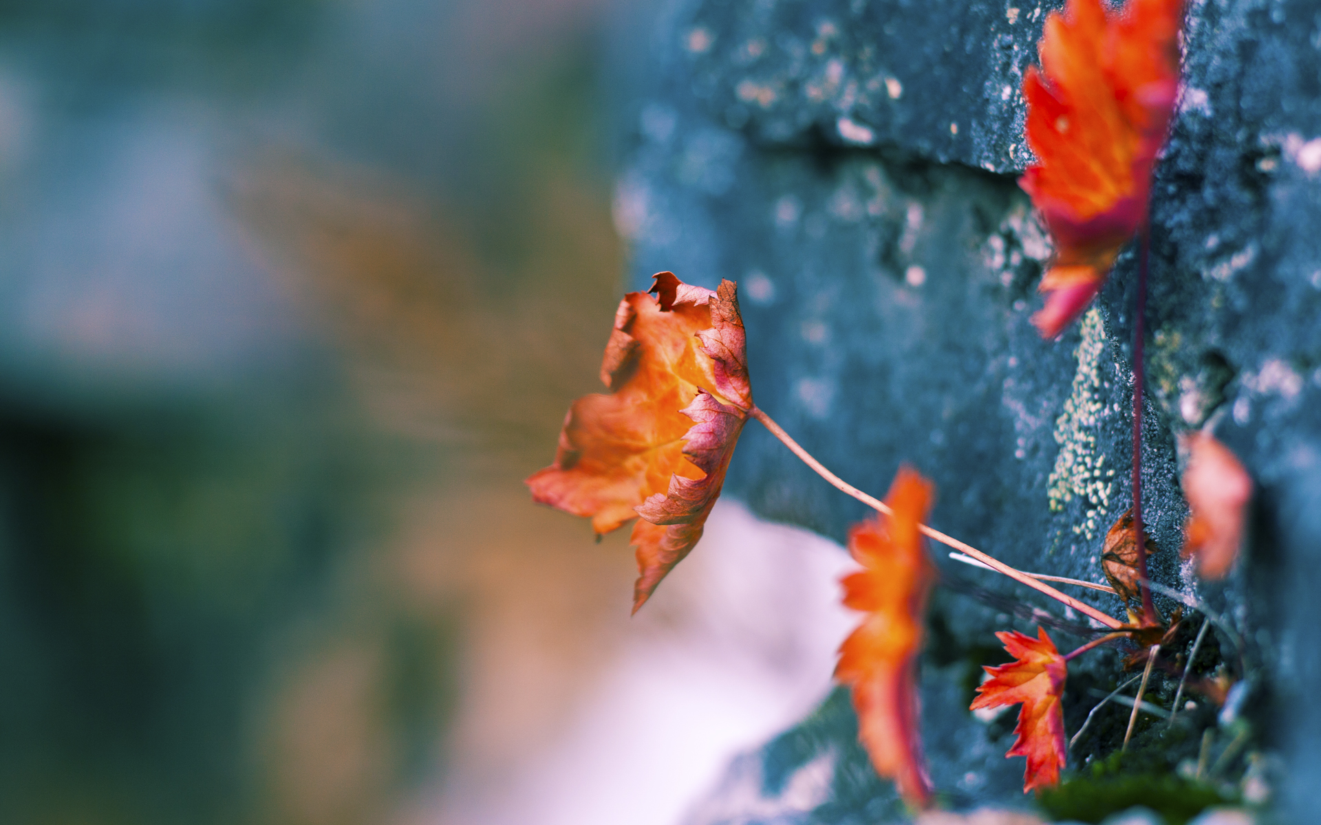 罗森达尔主场击败贝弗利街,积分继续攀升,罗森博vs莫尔德