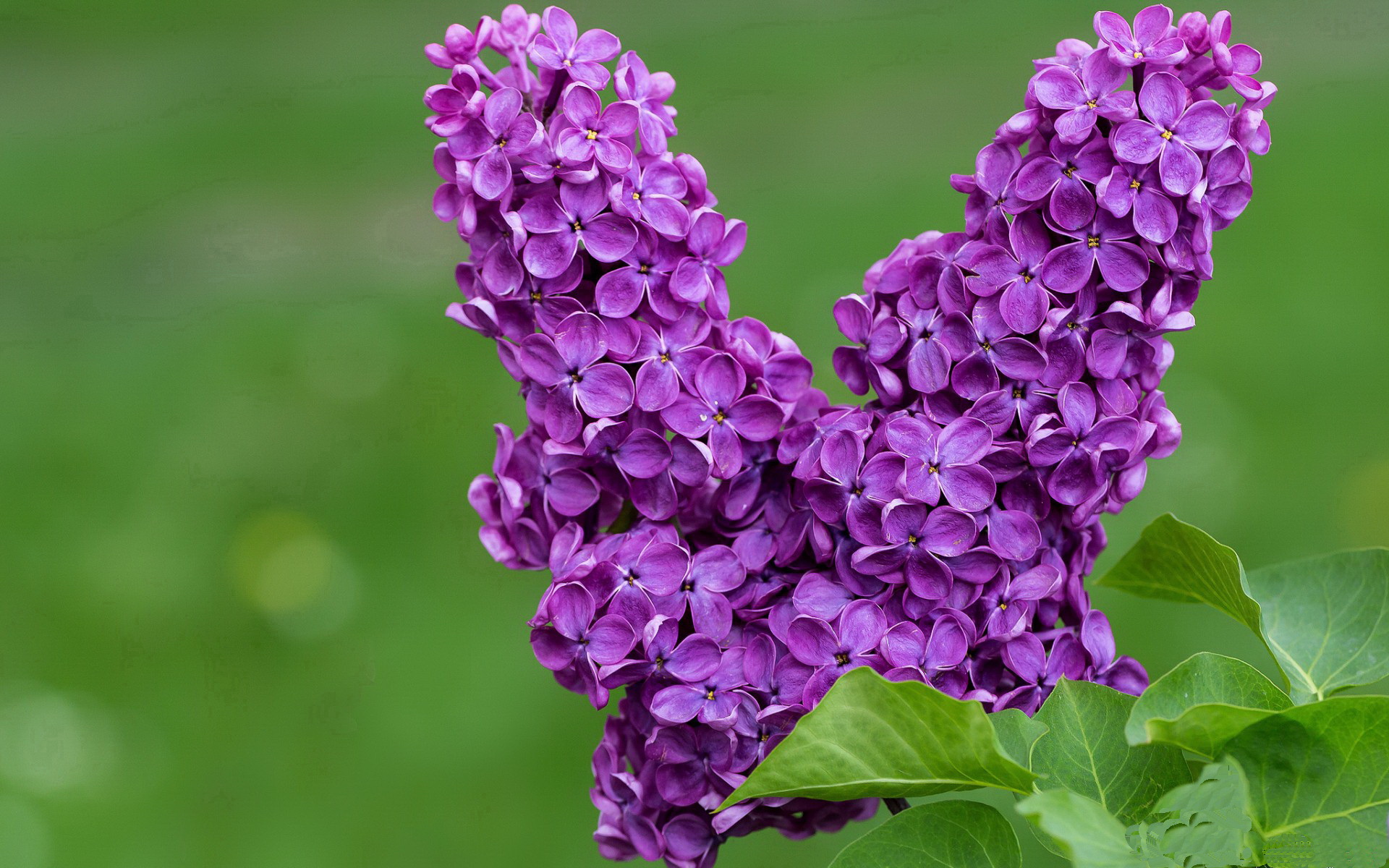 J9九游会-国际足球运动员携手推行“绿色行动”，践行环保理念