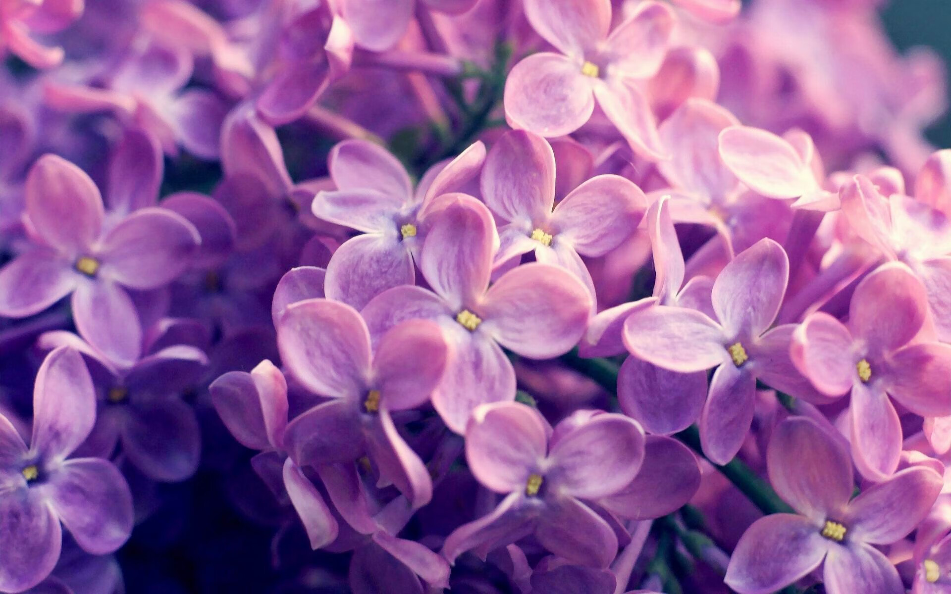 蛙泳赛南非选手发挥稳定,南非蛙泳名将女子